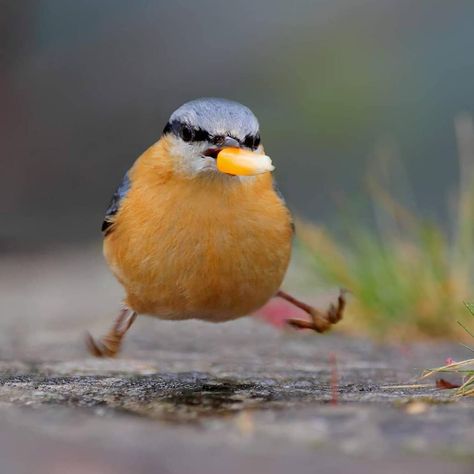 Eurasian Nuthatch, Birds In Nature, Nuthatch Bird, Beautiful Cover, Bird Pictures, Little Bird, Funny Animal Pictures, Nature Animals, Funny Animal