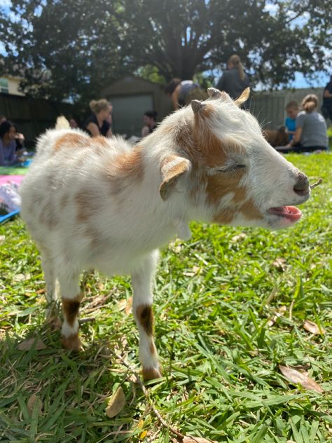 The Long Game Aesthetic, The Long Game Book Aesthetic, Goat Yoga Aesthetic, Farm Animal Vet Aesthetic, Big Family Farm Aesthetic, The Mountain Goats Aesthetic, Animal Farm Aesthetic Book, Animal Farm Book, Goat Yoga