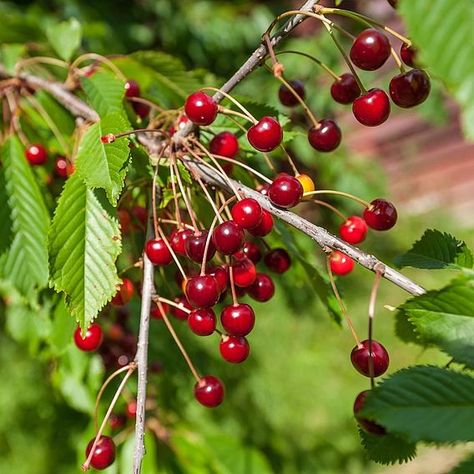 Wild Cherry - Prunus Avium | Suttons | Suttons Delphinium Plant, Prunus Avium, Impatiens Plant, Cherry Plant, Primrose Plant, Grape Vine Plant, Cauliflower Plant, Sweet Potato Plant, Sweet Pea Plant