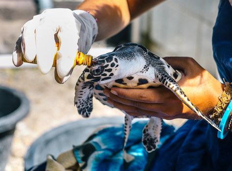 Become a Sea Turtle Conservation Volunteer in Bali with IVHQ. This Conservation Volunteer Program Includes Accommodation, Meals, Transfers & 24/7 Support. Turtle Conservation Bali, Turtle Volunteering, Turtle Eggs, Bali Sea, Tiger Conservation, Indian Wildlife, Volunteer Training, International Volunteer, Turtle Conservation