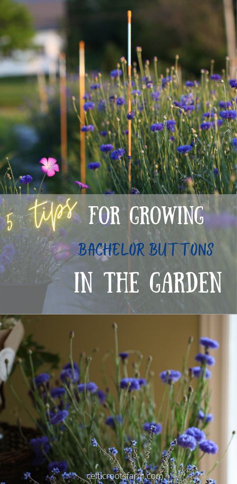 two pictures of blue bachelor buttons flowers Bachelor Button Bouquet, Bachelor Buttons Flowers, Bachelors Buttons Flowers, Cut Flowers To Grow, Bachelor Button Flowers, School Gardens, Growing Cut Flowers, Flowers To Grow, Flower Growing