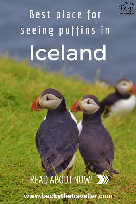 campervan tour around the Ring Road Iceland Puffins, Iceland Hiking, Iceland Nature, Iceland Vacation, Ice Caves, Iceland Travel Tips, Country Churches, Photography Night, Wildlife Travel