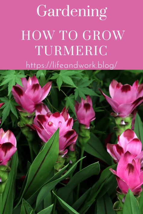 How to Grow Turmeric Turmeric Plants How To Grow, Growing Tumeric Outdoors, Miracle Grow Diy, Growing Turmeric, Curcuma Plant, Grow Turmeric, Turmeric Plant, Ginger Plant, Edible Wild Plants