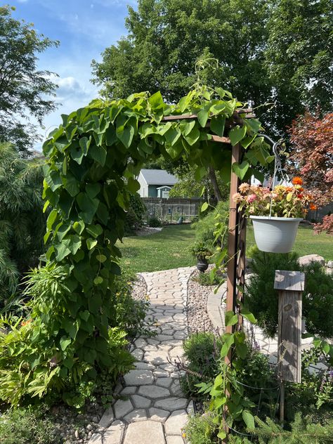 Backyard Vines, Vine Arch, Boho Deck, Arch Flowers, Climbing Vines, Backyard Inspo, Arbor, Garden Arch, Climbing