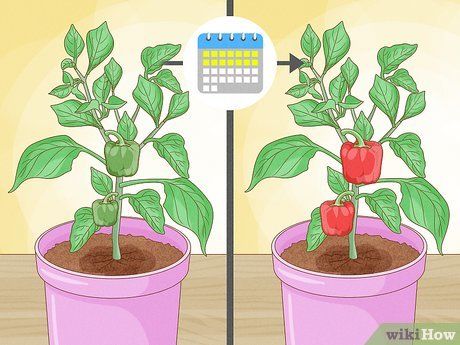 How to Grow Bell Peppers (with Pictures) - wikiHow Grow Bell Peppers, Growing Bell Peppers, Capsicum Annuum, Family Eating, Pepper Seeds, Replant, Bell Peppers, Bell Pepper, Grow Your Own