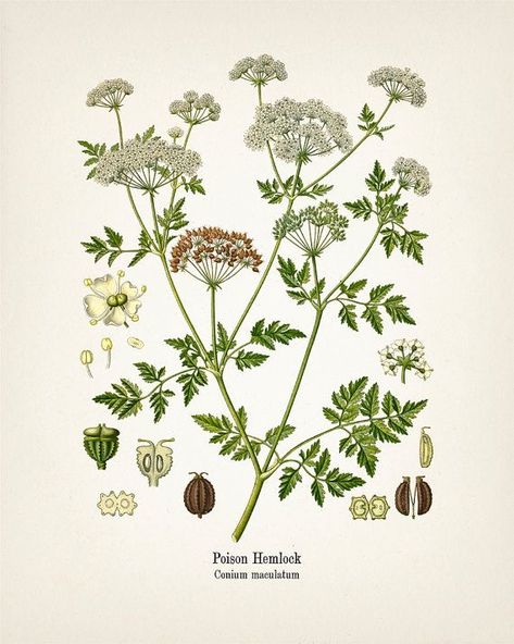 Hemlock Flower, Hemlock Aesthetic, Hemlock Tattoo, Hemlock Plant, Conium Maculatum, Poison Hemlock, Tattoo Techniques, Tattoo Care, Poisonous Plants