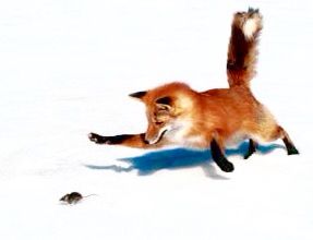 Fox chasing a mouse over the snow Fox Running, Comedy Wildlife Photography, Fox Trot, Fox Pictures, Pet Fox, Fox Hunting, Winter Animals, Cute Fox, Red Fox