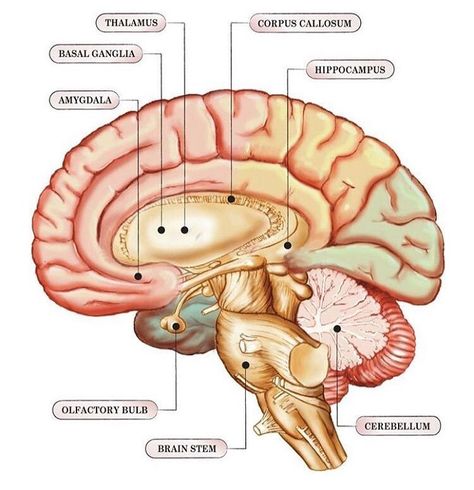 Structue of the limbic system The structures and interacting areas of limbic system are involved in emotion, learning and memory. The… Brain Neurons, Brain Facts, Limbic System, Brain Anatomy, Brain Stem, The Human Brain, Human Anatomy And Physiology, Brain Science, Medical Anatomy