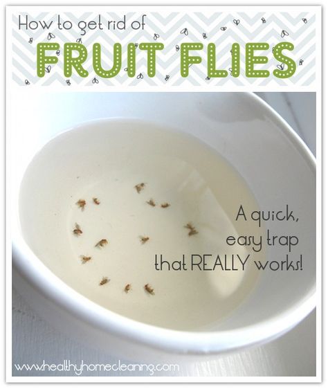 How to Get Rid of Fruit Flies Gnat Trap Diy White Vinegar, Fruit Fly Trap Diy White Vinegar, Fruit Flies In House, Gnat Traps, Natural Insecticide, Fruit Fly Trap, Cleaning Methods, Natural Recipes, Fruit Fly