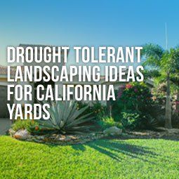 Drought Tolerant Bushes, Draught Tolerant Landscape, Drought Tolerant Landscape Backyard, Drought Tolerant Landscape Design, Drought Tolerant Landscape Front Yard, California Landscaping, Artificial Grass Backyard, Drought Resistant Landscaping, California Drought