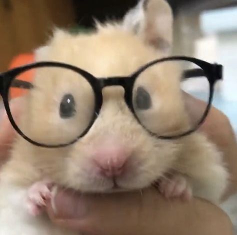 Hamster Pics, Funny Hamsters, Cute Rats, Funny Animal Photos, Pets 3, Cute Hamsters, Cute Cute, Pretty Animals, Funny Doodles