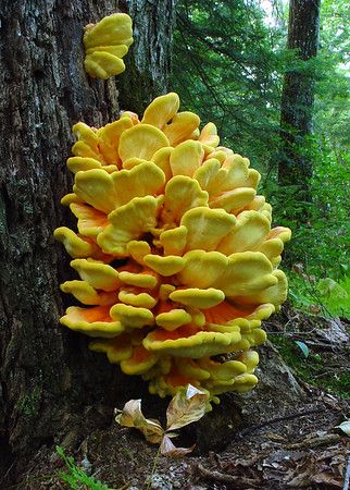 Hen Of The Woods, Mushrooms Growing, Chicken Of The Woods, Mushroom Pictures, Chicken Mushroom, Lichen Moss, Plant Fungus, Edible Mushrooms, Mushroom Hunting