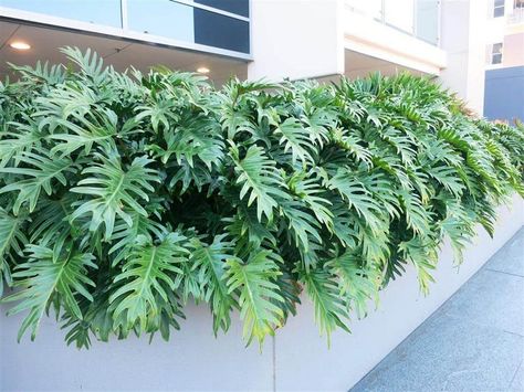 Philodendron xanadu, una hermosa planta muy admirada por sus hojas. Conócela. #planta #philodendronxanadu #plantasdeinterior Philodendron Xanadu, Narrow Garden, Tropical Garden Design, Tropical Backyard, Garden Oasis, Interior Modern, Perfect Plants, Tropical Landscaping, Foliage Plants