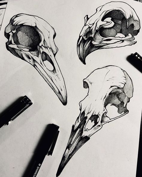 𝕾𝖊𝖓𝖔 on Instagram: “Bird skull 🖤 flash dispo pour la @grooveinktattoobelgium” Bird Skull Illustration, Raven Skull Drawing, Animal Skull Drawing, Bird Skull Tattoo, Bone Drawing, Tatoo 3d, Tier Tattoo, Skull Reference, Skull Sketch