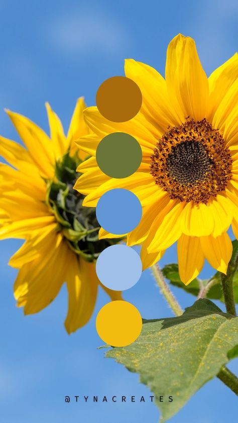 Honeybee Color Palette, Sunflower Pallet Color, Sunflower Colour Palette, Yellow Pallet Colour Palettes, Grandmas Farmhouse, Sunflower Color Palette, Sunflower Palette, Sunflower Graphic Design, Yellow Color Palettes