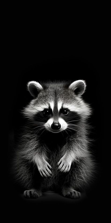 Black And White Iphone Wallpaper, White Iphone Wallpaper, Raccoon Art, Wild Animals Photos, Scratchboard Art, Wild Animals Pictures, Iphone Wallpaper Hd Nature, Animal Projects, White Iphone