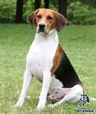 Harrier Dog, Pet Dog Pictures, Walker Hound, Fox Hound, Pocket Beagle, Hound Dogs, Adoptable Beagle, Therapy Animals, Beagle Mix