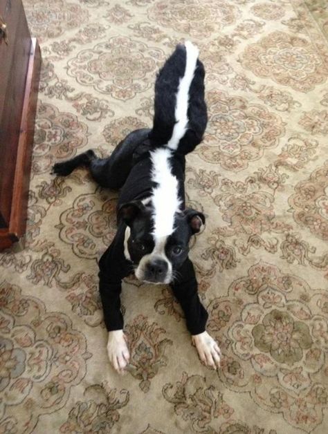 Dog Halloween Costumes Boston Terrier, Boston Terrier Halloween Costume, Dog Skunk, Boston Terrier Costume, Skunk Halloween, Boston Terrier Halloween, Pet Costumes For Dogs, Skunk Costume, Halloween Dogs