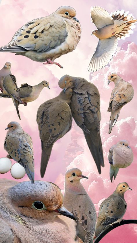 I love mourning doves Dove Reference Photo, Dove Flying, Cute Pigeon, Dove Pigeon, Let's Make Art, Prehistoric Art, Surrealism Photography, Pretty Animals, Silly Animals