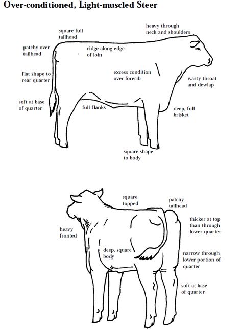 Livestock Judging, Raising Cattle, Vet Medicine, Livestock Farming, Dairy Cattle, Show Cattle, Showing Livestock, Ranch Farm, Beef Cattle