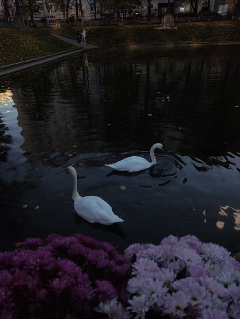 Swans on the lake Swan Lake Wedding Theme, Swan Art Painting, Swan Wedding Theme, Aurelia Aesthetic, Swan In Lake, Swan Lake Wedding, What Is Heaven, Swan Pictures, Swan Wedding