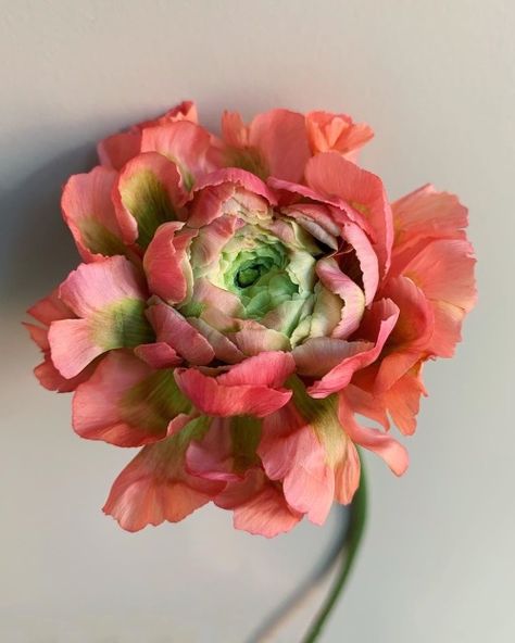 Fleur Aesthetic, Flower Therapy, Floral Photography, Photography Beautiful, Ranunculus, Flowers Nature, Amazing Flowers, Love Flowers, Flowers Photography