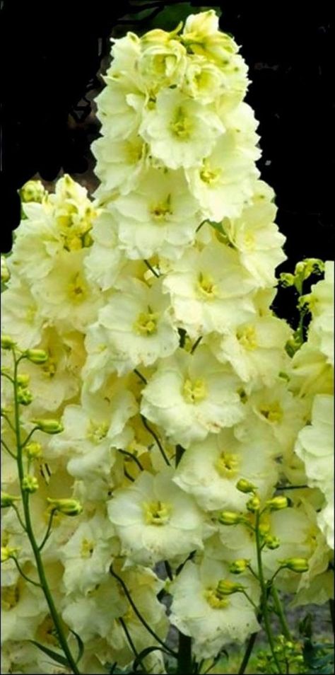 Delphinium Yellow Delphinium, Gardens Vegetable, Delphinium Flower, Flowers Market, Wooden Fences, Yellow Garden, Garden Plans, Organic Forms, Flower Patch