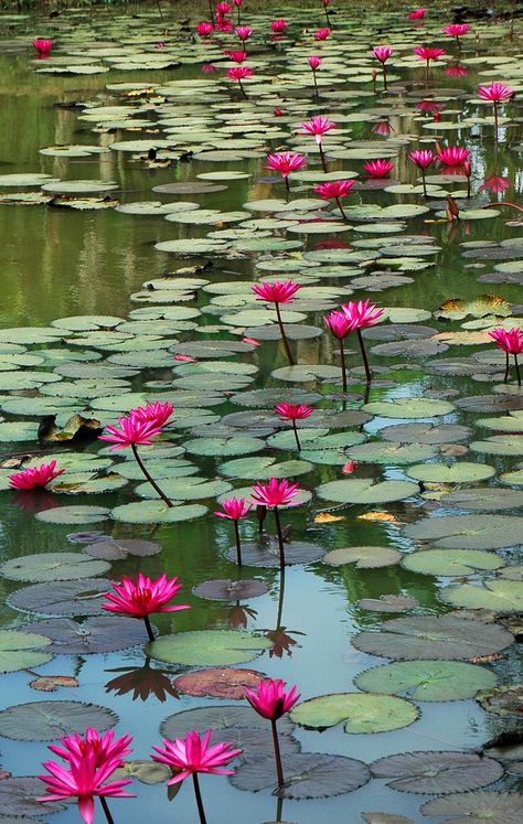 Water-Lily [Nymphaea] Pond Life, Water Lilly, Lily Pond, A Pond, Alam Yang Indah, Water Lily, Water Plants, Water Lilies, Water Garden