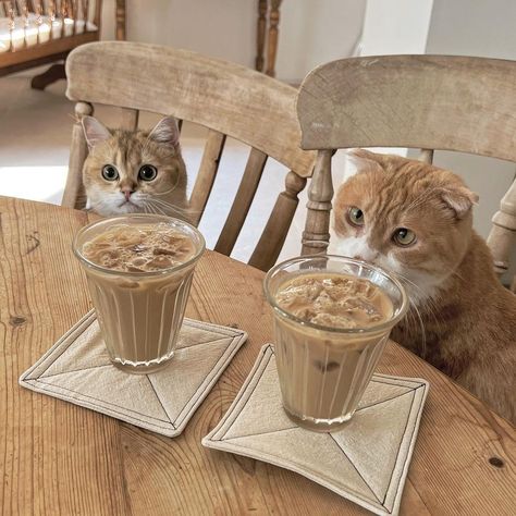 Cat And Coffee Aesthetic, Cat Cafe Aesthetic, Autumn Cafe, Story Edit, Mix Photo, Cream Aesthetic, Simple Icon, Book Shop, Cat Cafe