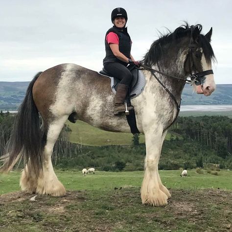 Big Horse Breeds, Pony Dressage, Horse Riding Aesthetic, Shire Horse, Cute Horse Pictures, Horse Anatomy, Clydesdale Horses, Big Horses, Horse Aesthetic