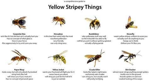 Bumblebee, honey bee, yellow jacket, paper wasp...what's the difference? I don't know if this comprehensive guide to Yellow Stri Different Types Of Bees, Hoverfly, Types Of Bees, Carpenter Bee, Bees And Wasps, Smile And Wave, Enjoy The Sunshine, Yellow Jacket, Bees Knees