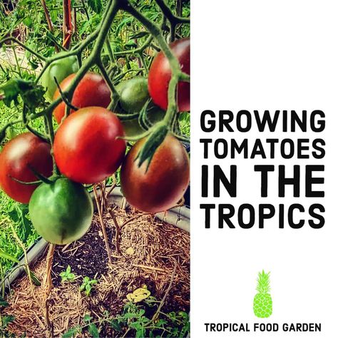 Growing Tomatoes in The Tropics - Tropical Food Garden Tropical Food Garden, Freezing Cherry Tomatoes, Tomato Growing Tips, Rental Remodel, Planting Tomatoes, Tropical Gardening, Tomato Growing, Determinate Tomatoes, Varieties Of Tomatoes