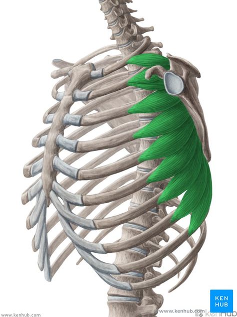 Serratus Anterior Muscle, Serratus Anterior, Human Muscle Anatomy, Pectoral Muscles, Human Body Anatomy, Muscular System, Muscle Anatomy, Human Anatomy And Physiology, Human Anatomy Art