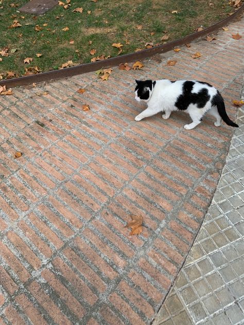 Walking Home From School, Random Cat, Cat Walking, Glow Up?, I Saw, Walking, Animals, Quick Saves