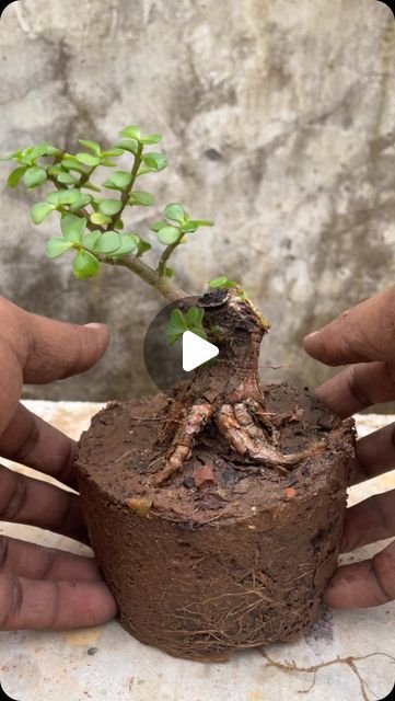 Sharat Krishnan on Instagram: "Starting a New Jade Bonsai 

#dreamgarden #watergardening #jade #nature #flowers #plantsofinstagram #garden #jadebonsai #jadetopiary #plantsmakepeoplehappy #gardening 
#jadetopiary #naturephotography #houseplants" Gollum Jade, Jade Bonsai, Bonsai Garden, Nature Flowers, Jade, Flowers, On Instagram, Instagram, Nature