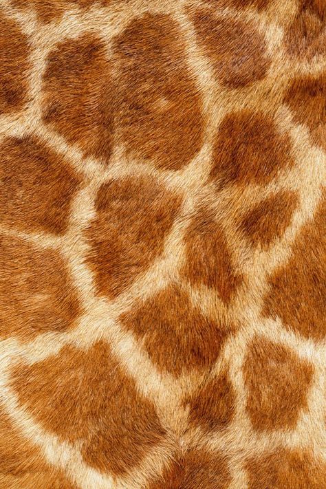 Every giraffe has a different set of patterns in their skin, like a fingerprint Giraffe Skin Pattern, Natural Forms Animals, Animals Close Up, Natural Texture Inspiration, Animal Fur Patterns, Girrafe Print, Brown In Nature, Animal Fur Texture, Pattern In Nature