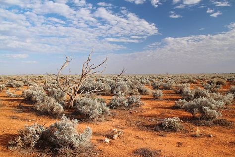 We found out when the Nullarbor Plain dried out, splitting Australia's ecosystems in half Nullarbor Plain, The Conversation, Australia, Art