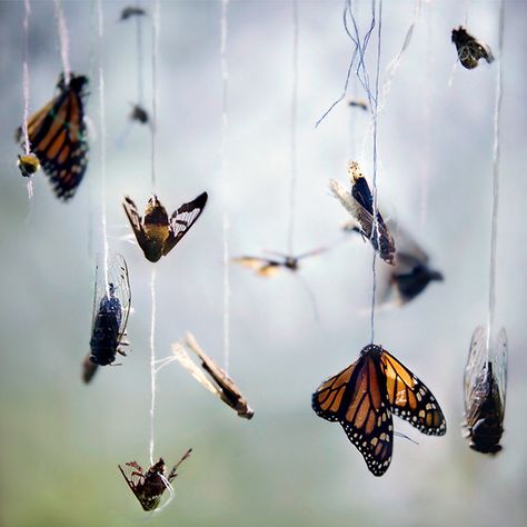 Photographer Beautifully Captures Growth and Decay Through Sheets of Plexiglass Filters Decay Art, Dead Alive, A Level Photography, Growth And Decay, Wabi Sabi Art, Light Leak, Gcse Art, Summer Projects, A Level Art