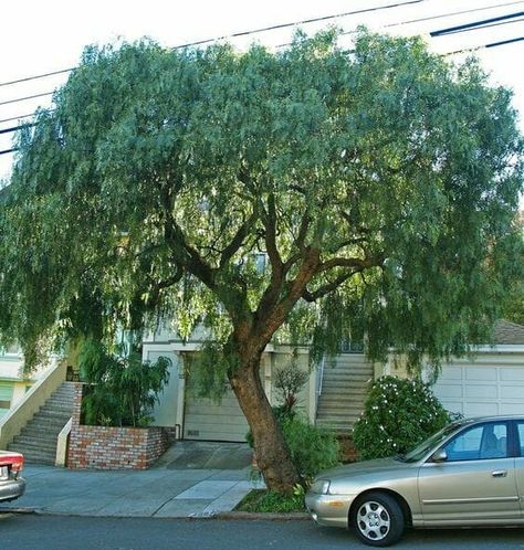 30-year-old pepper tree. Michaels Tree, Drought Tolerant Trees, Desert Trees, Pepper Tree, Low Water Gardening, Backyard Trees, Landscaping Trees, Drought Tolerant Landscape, Street Trees