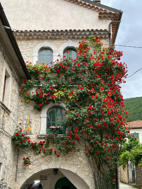 Italy Flowers Aesthetic, Olive Tree Italy, Flowers In Italy, Italian Villa Aesthetic, Villa Aesthetic, Italy Flowers, Italian Villa, Plant Aesthetic, Wedding Inspo