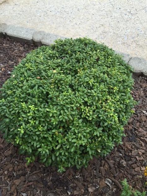 Soft Touch Holly front lower level between windows Soft Touch Holly, Property Landscaping, Backyard Nursery, Japanese Holly, Walkway Garden, Ilex Crenata, Affordable Backyard Ideas, Pond House, Grey House