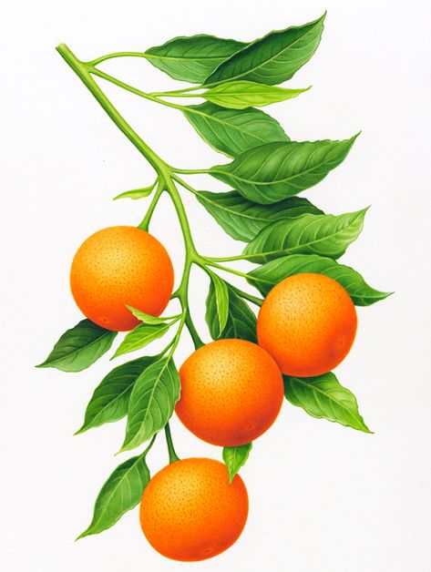 April Baby Shower, Vegetable Pictures, Tropical Illustration, Orange Plant, Fruits Drawing, Fruit Wallpaper, Orange Decor, Beautiful Fruits, Fruit Illustration