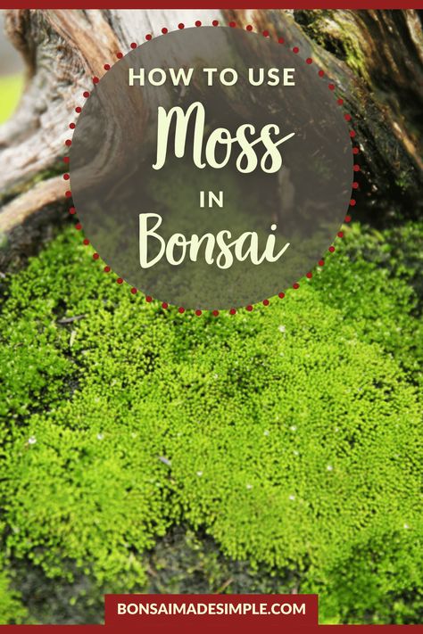 Moss is used by bonsai hobbyists to add interest and to create the illusion of grass growing under these miniature trees. Learn about the many benefits and a few cautions when using moss, as well as how to collect it and how to apply it . #mossinbonsai #bonsaidesign #bonsaimadesimple #howtobonsai #successfulatbonsai #bonsai Bonsai Accent Plants, Pine Bonsai Tree Diy, Weeping Bonsai, Bonsai Styling, Bonsai Moss, Bonsai Growing, How To Grow Bonsai, Wisteria Bonsai, Moss Graffiti