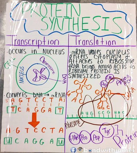 Protein synthesis anchor chart (anchor of support) Protein Synthesis Poster, Cool Poster Ideas, Translation Biology, Cellular Reproduction, Biological Molecules, Genetics Activities, Medical Microbiology, Biology Teaching, Free Science Worksheets