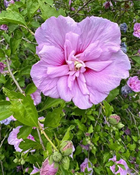 Rose Of Sharon Care: Pruning And Growing Guide Rose Of Sharon Tree, The Rose Of Sharon, Rose Of Sharon, Garden Tips, The Rose, Gardening Tips, Flower Garden, To Learn, Tattoos