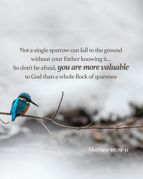 Matthew 10:29-31, Scripture Photography, Matthew 10 31, Daughter Of The King, Praise Worship, Matthew 10, Bible Verse Background, Journal 2024, Scripture Of The Day