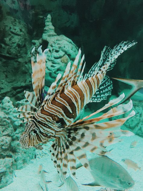 Space Angels, Tiger Fish, Space Fantasy, Water Dragon, Sea Ocean, Ocean Photography, Retro Futurism, Photography Photos, Art Stuff