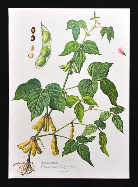 Soy Plant, Soybeans Plant, Plant Drawings, Latin Names, Small Back Tattoos, Fruit Art Drawings, Scientific Drawing, Tatoo Inspiration, Quilt Applique