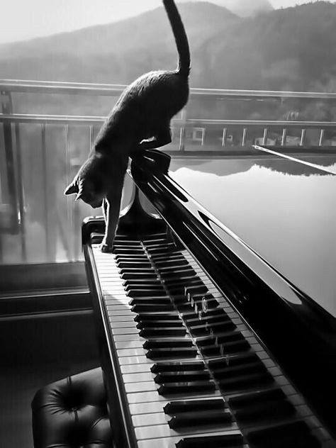 piano cat Playing The Piano, The Piano, White Photo, A Cat, A Black, Piano, Black And White, White, Black