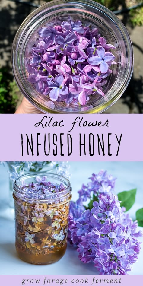 Patisserie Vegan, Edible Flowers Recipes, Infused Honey, Foraging Recipes, Foraged Food, Herbal Recipes, Lip Scrubs, Dandelion Recipes, Wild Edibles